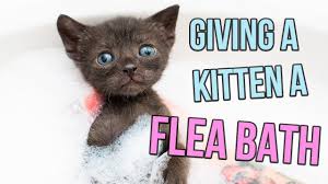 how to give a kitten a flea bath you