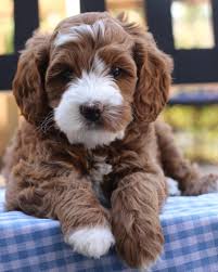 Mini labradoodle puppies make the perfect smaller companion for any family, especially those with children or with smaller homes. Australian Labradoodle Puppies From Mountain Park Labradoodles