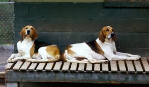 The english foxhound is a medium sized dog with a long muzzle, long shoulders and long straight legs. American Foxhound Breed Information