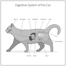 fatty liver disease in cats