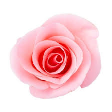 Roos (Absolue) - Aangenaam & Duurzaam
