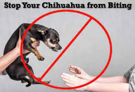 how to teach a chihuahua not to bite