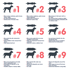 Overweight Dog Underweight Dog View The Dog Body Chart Today