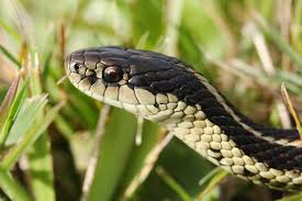Snakes Catseye Pest Control