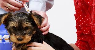 Your Easy Guide To Puppy Shots Care Com
