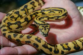 beautiful snake as pets colorful