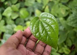 betel leaf style fresh feature