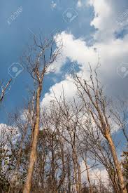 How to tell if a tree is dead standing. The Dead Standing Tree Background Blue Sky And Clouds Stock Photo Picture And Royalty Free Image Image 52279374