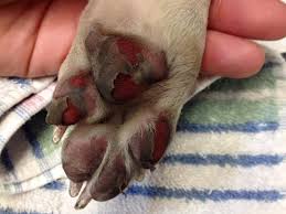 dog getting paw burns on hot pavements