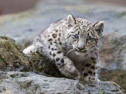 5 reasons why you'll leap for snow leopards