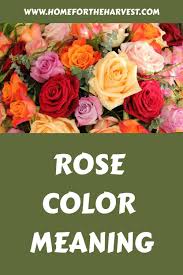 rose color meaning deciphering the
