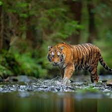 29 กรกฎาคม วันอนุรักษ์เสือโลก ดร.ฮาราลด์ ลิงค์ เดินหน้าสนับสนุน WWF  เพิ่มประชากรเสือโคร่งในไทย - ข่าวสด