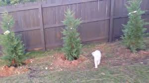 The foliage is dense and hides much of the trunk. Green Giant Arbor Vita And Leyland Cypress Youtube