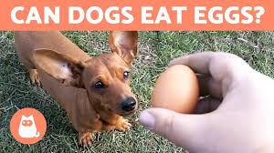 can dogs eat eggs raw cooked or