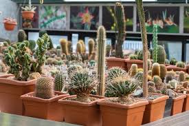 Tropical Cactus And Succulent Plants