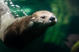 River Otter Chesapeake Bay Program