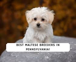 5 best maltese breeders in pennsylvania