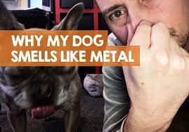 why does my dog smell like iron metal