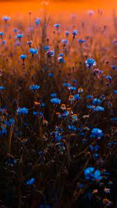 Blue Aesthetic Flowers Wallpapers ...