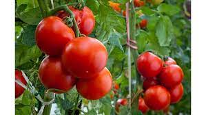 Пикиране и отглеждане на разсад от домати. Malki Tajni Pri Otglezhdaneto Na Domati Zelenchuci Blgarski Fermer