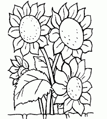 Untuk mengunduh file gambar atau men download koleksi mewarnai gambar bunga matahari di atas. Gambar Mewarnai Bunga Matahari Pintar Mewarnai