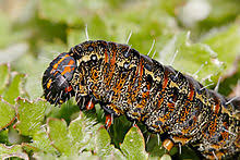 Caterpillar Wikipedia