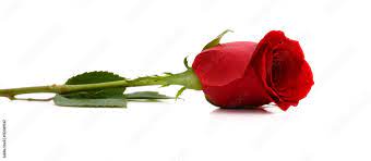 beautiful single red rose isolated on