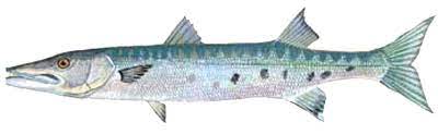 fish species chart wilmington fishing