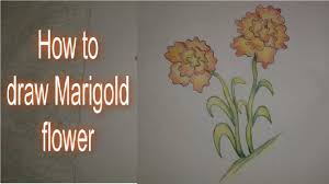 Über 7 millionen englischsprachige bücher. How To Draw Marigold Flower Youtube