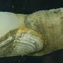 rough piddock clam from inverts.wallawalla.edu