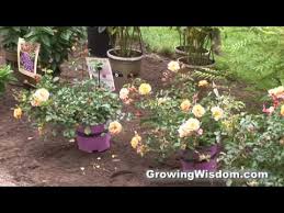 walkway with flower carpet rose