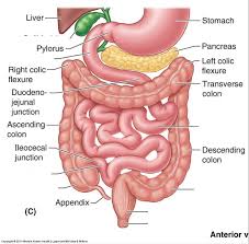 a p the intestines diagram quizlet