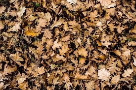 autumn leaves wallpaper texture image
