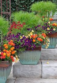 Container Plants Container Gardening