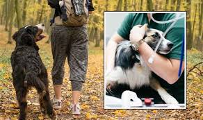 Visit pet vet express in dyer, in and save 25% on your vet bill with a pet plan by pet assure. Mystery Disease That Can Kill Your Pet Dog Vet Issues Warning About Woodland Walks Usa Daily Express