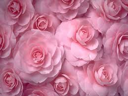 Rose fragrance flower pictures hd flowers rose wedding birthday flowers marriage anniversary pink roses flowers online. Flowers Roses Pink Flowers Wallpaper 1600x1200