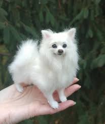 miniature of american eskimo dog