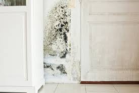 what to do if your house has mold or