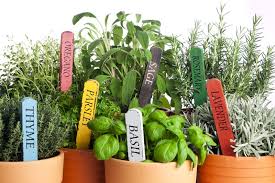 Growing Herbs In Pots