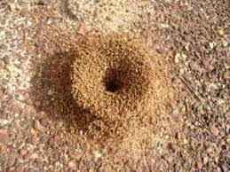 keeping ants out of your pavers and