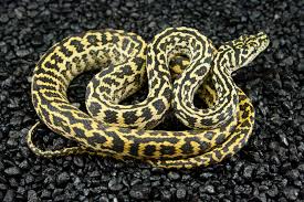 a beginner s guide to carpet pythons a