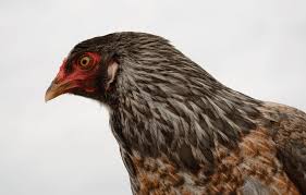 Ameraucana Chicken Care Guide Color Varieties And More