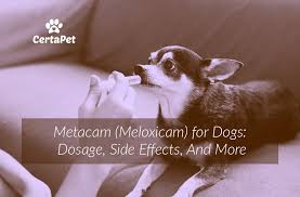 Metacam Meloxicam For Dogs Dosage Side Effects And More