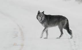 Gray wolves are one of the world's most widely distributed mammals and the most studied large carnivore. Wolf Population Declining In Yellowstone National Park Mtpr