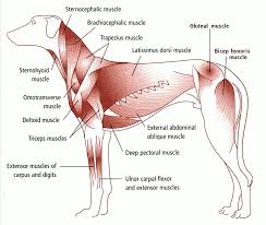 Dog Muscle Diagram Animals Dogs Assorted Assorted_2