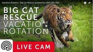 Hours, address, big cat rescue reviews: Big Cat Rescue Caring For Cats And Ending The Trade Big Cat Rescue