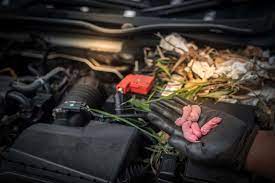 Dec 02, 2009 · if you're putting your car away for the winter, keep reading for ways to keep those small, unwanted guests out of your classic. 10 Tips To Keep Mice Out Of The Car