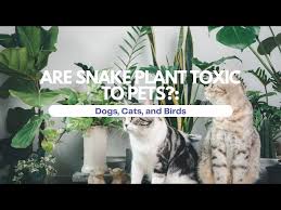 Snake Plant Toxic To Pets Dogs Cats