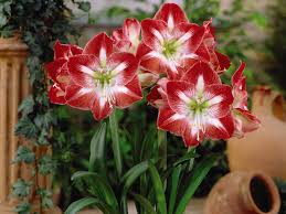 How To Grow Amaryllis Bulbs Suttons