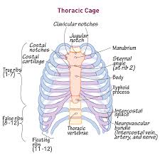 It consists of the ribs, the sternum, and the thoracic vertebrae, to which the ribs articulate. Thoracic Cage Gross Anatomy Flashcards Draw It To Know It